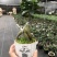 人参榕盆景/绿化/植物盆栽桌上摆放绿植盆栽