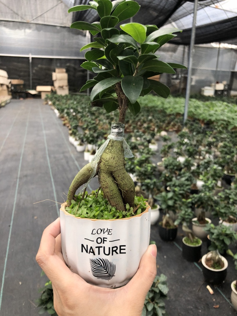 人参榕盆景/绿化/植物盆栽桌上摆放绿植盆栽
