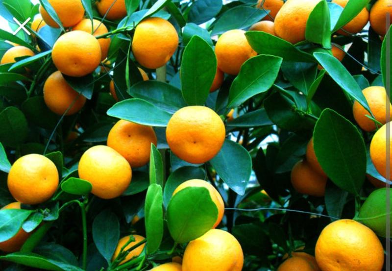 果树种子、桔子种子、桔子树种、金橘树种子盆栽柑橘子、砂糖