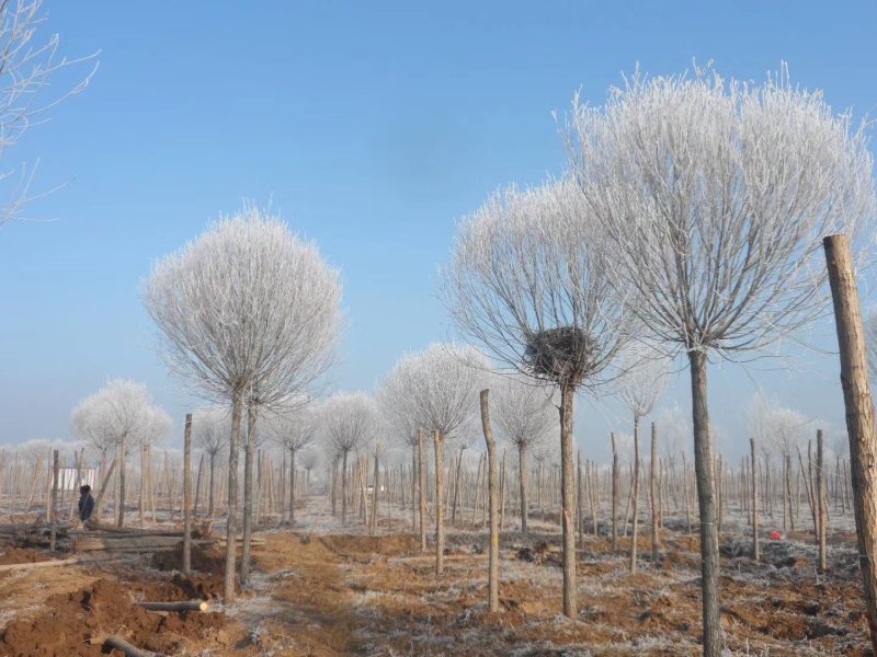 馒头柳山东旱柳200亩苗圃直供可视频打号当天挖树当天起苗