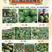 甜王西瓜种子，菲律宾甜王西瓜种子，早熟，不裂瓜