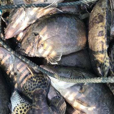 精品鳜鱼桂鱼品质保证价格优惠，可送货，配送钓场