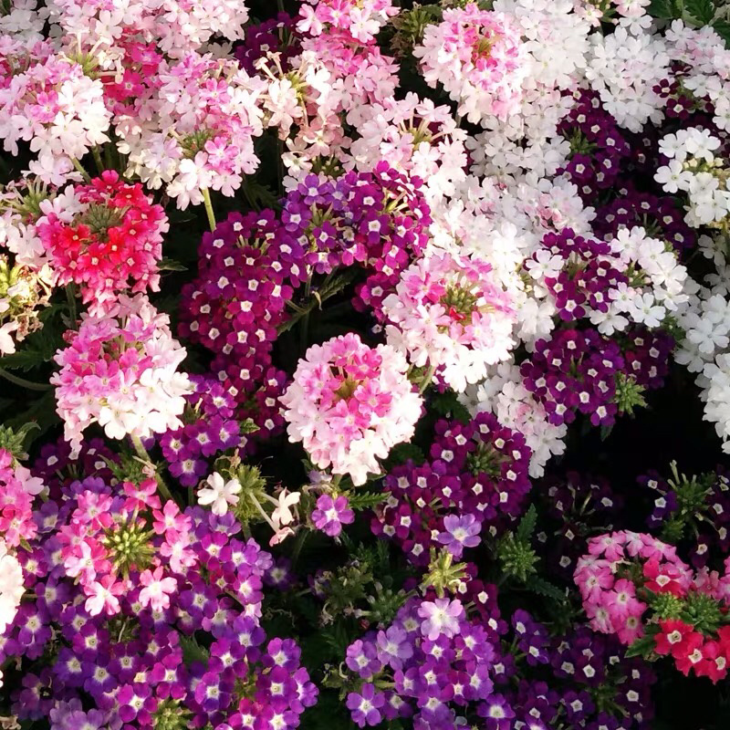 蓝香芥种子