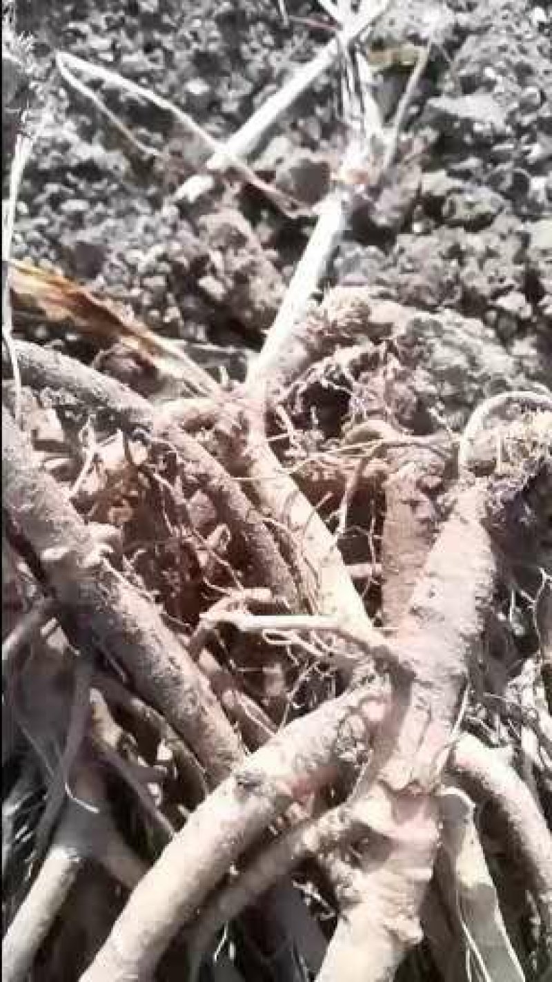刺老包，刺嫩芽苗子赤佬牙苗，清原中药材种苗基地直发