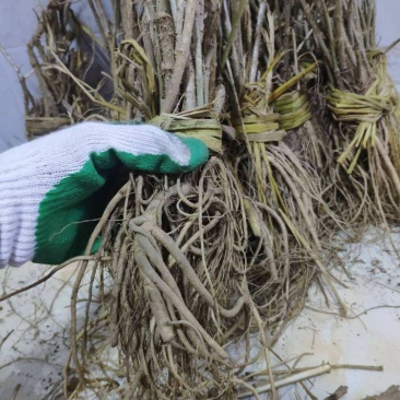 刺老包，刺嫩芽苗子赤佬牙苗，清原中药材种苗基地直发