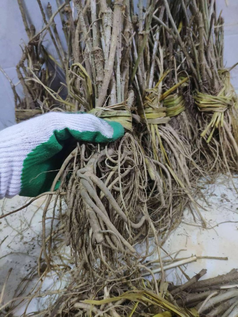 刺老包，刺嫩芽苗子赤佬牙苗，清原中药材种苗基地直发
