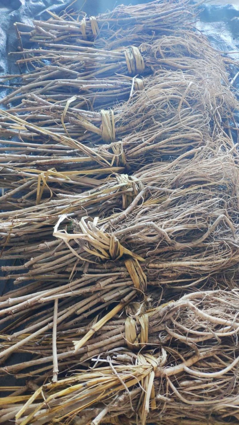 刺老包，刺嫩芽苗子赤佬牙苗，清原中药材种苗基地直发