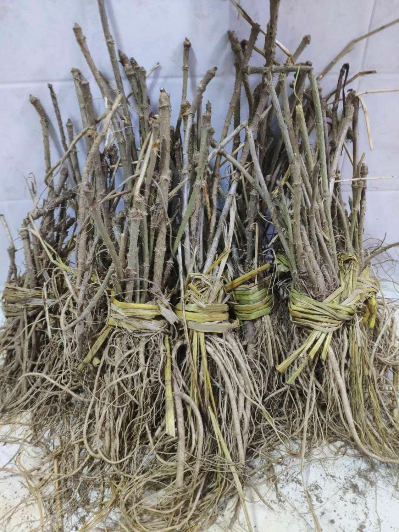 刺老包，刺嫩芽苗子赤佬牙苗，清原中药材种苗基地直发