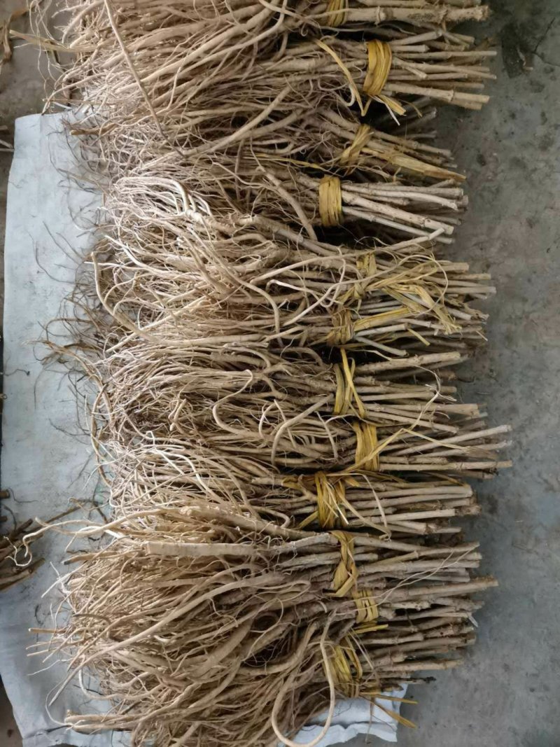 刺老包，刺嫩芽苗子赤佬牙苗，清原中药材种苗基地直发