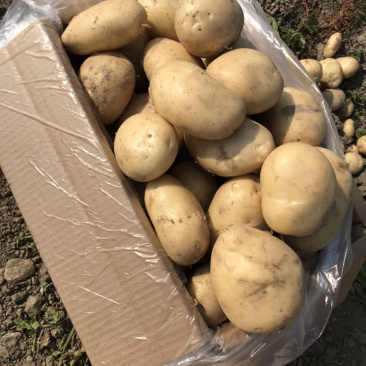 云南精品土豆丽薯6号产地直供一手货源支持线上交易