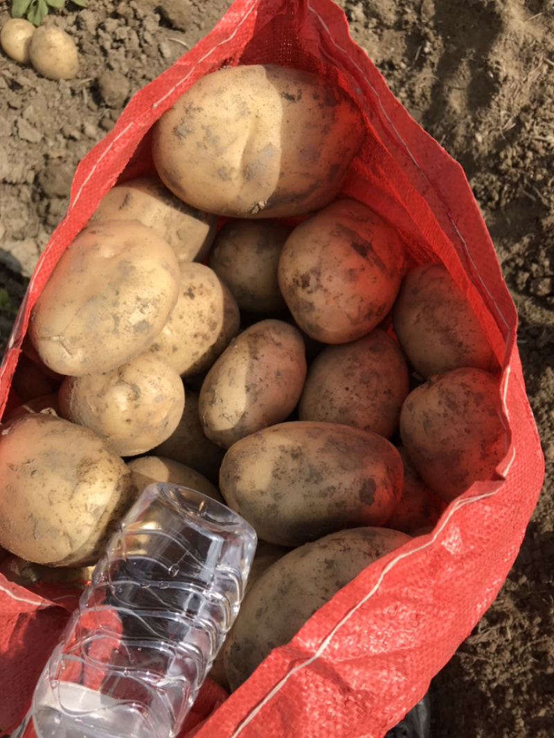 云南精品土豆丽薯6号产地直供一手货源支持线上交易