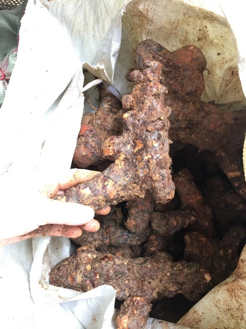 肇庆土茯苓，白肉粉质不变色，长期有货，广东本地土茯苓。