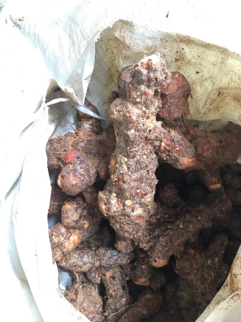 肇庆土茯苓，白肉粉质不变色，长期有货，广东本地土茯苓。