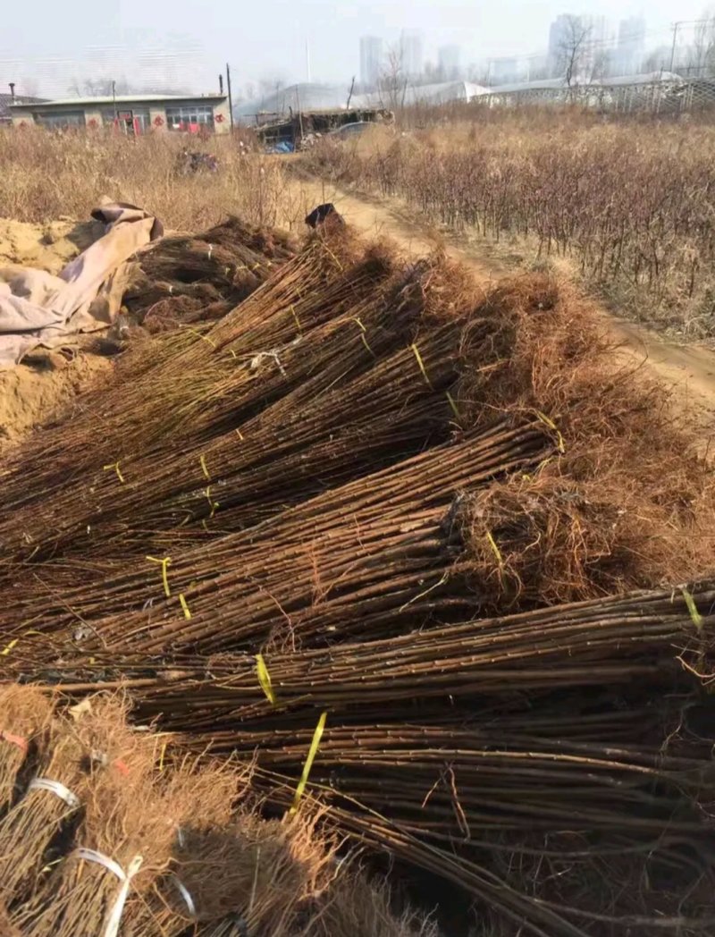 大红袍李子苗产地直发根系发达成活率高死苗补发