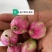 卷叶昙花可结果实室内外摆设基地直销