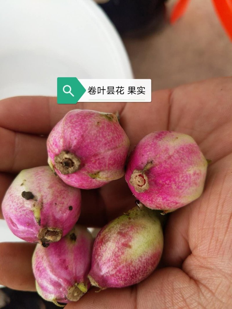卷叶昙花可结果实室内外摆设基地直销