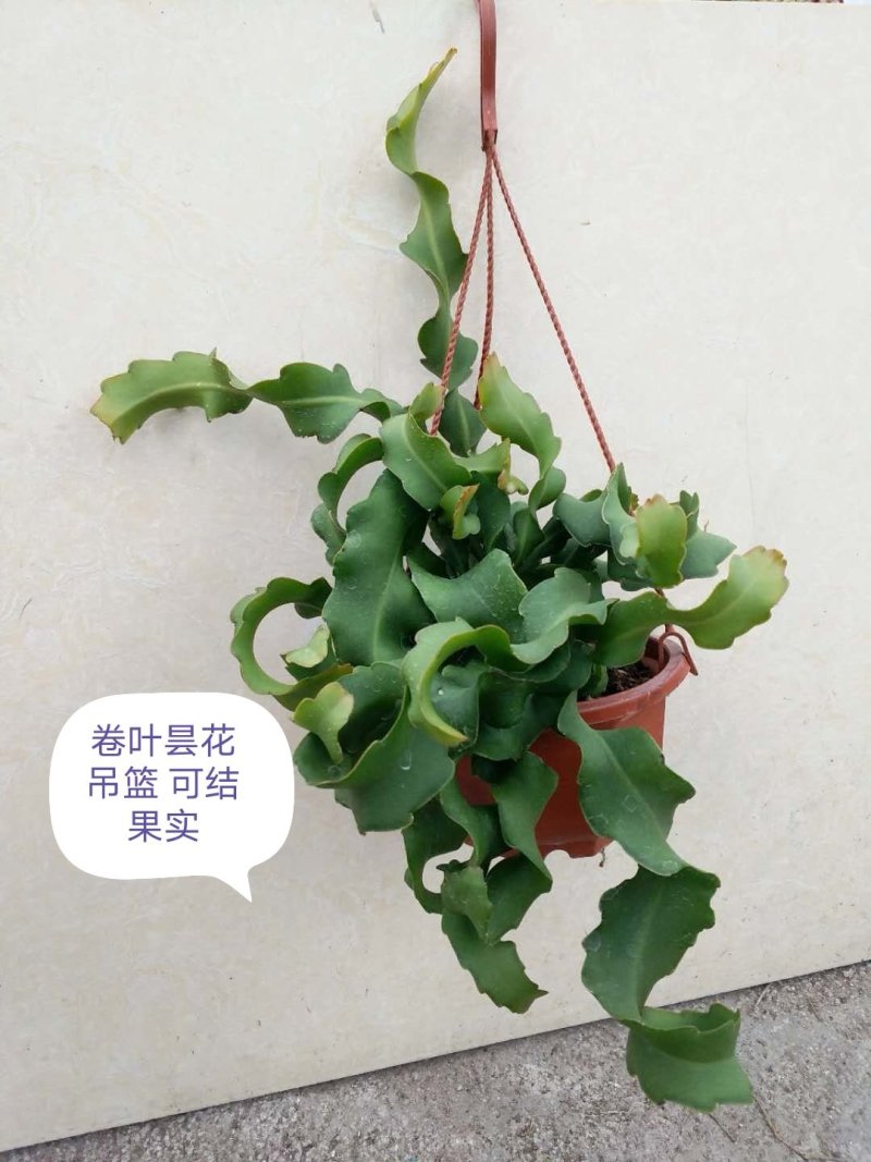 卷叶昙花可结果实室内外摆设基地直销