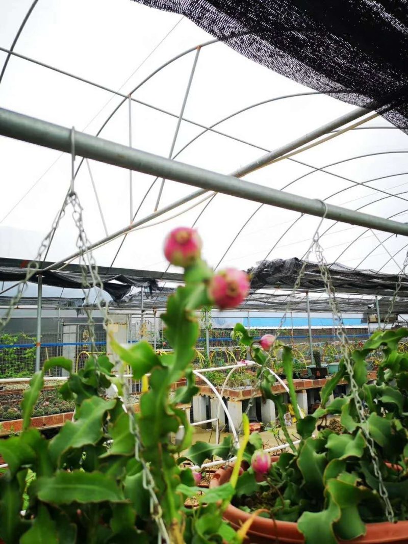 卷叶昙花可结果实室内外摆设基地直销