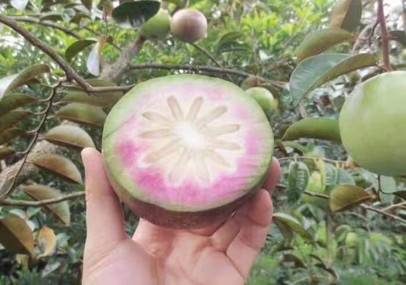 牛奶果苗牛奶果树苗嫁接苗含有牛奶香味的一种水果