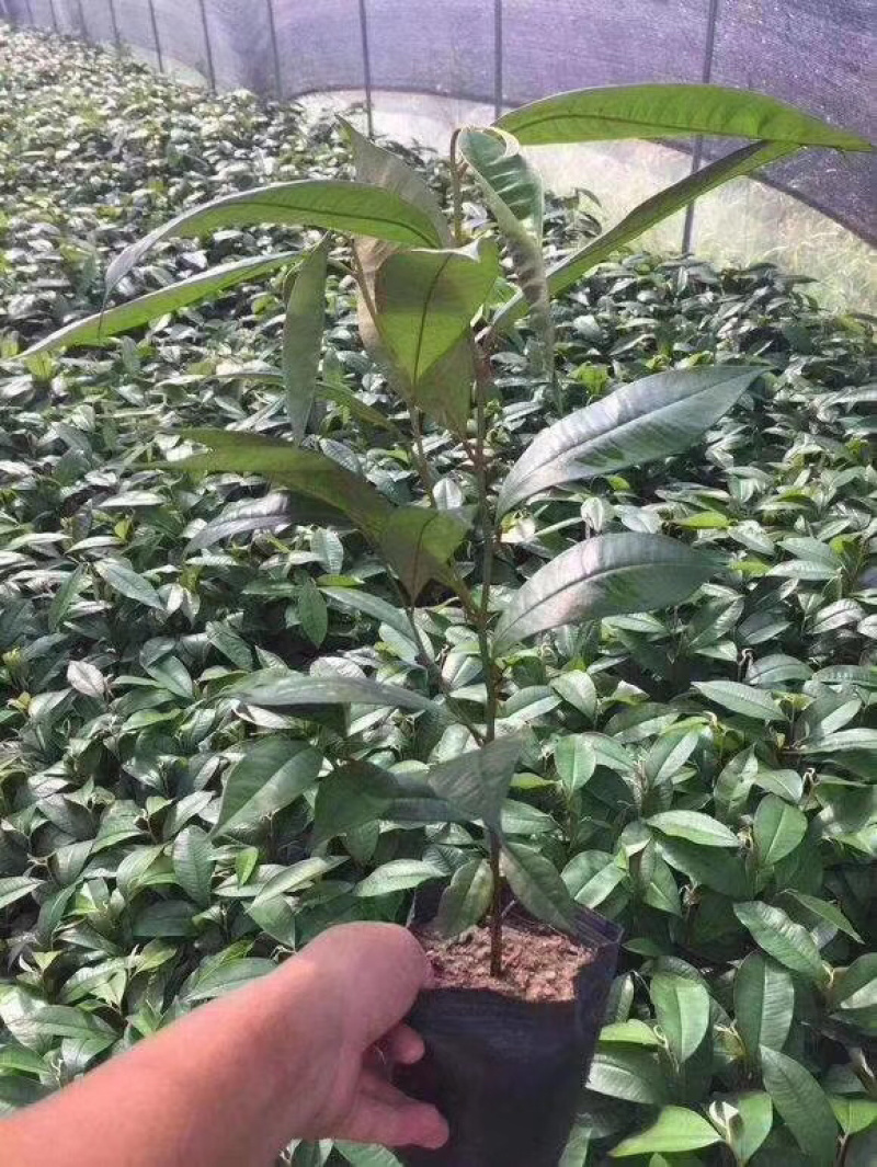 牛奶果苗牛奶果树苗嫁接苗含有牛奶香味的一种水果