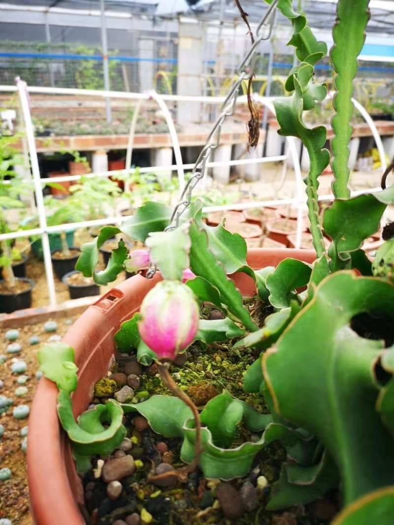 卷叶昙花可结果实室内外摆设基地直销