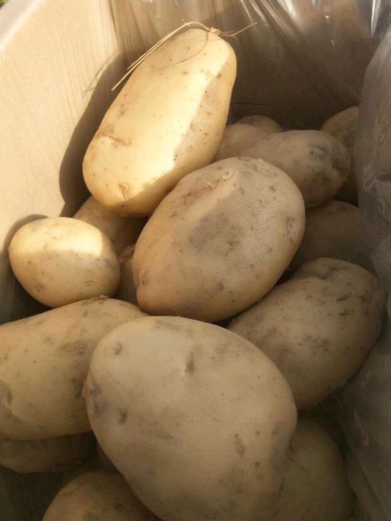 云南精品土豆丽薯6号产地直供一手货源支持线上交易