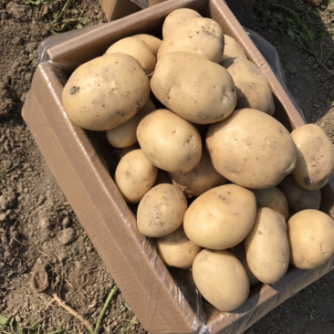 云南精品土豆丽薯6号产地直供一手货源支持线上交易