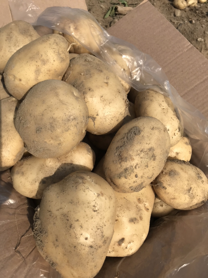 云南精品土豆丽薯6号产地直供一手货源支持线上交易