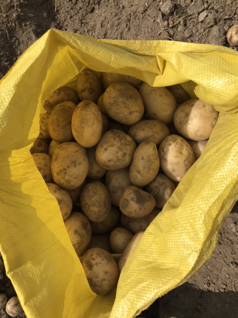 云南精品土豆丽薯6号产地直供一手货源支持线上交易