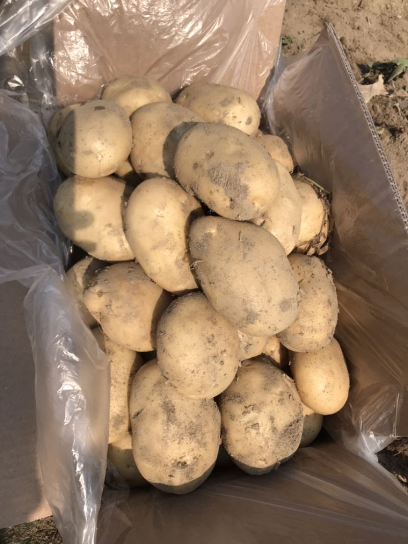 云南精品土豆丽薯6号产地直供一手货源支持线上交易