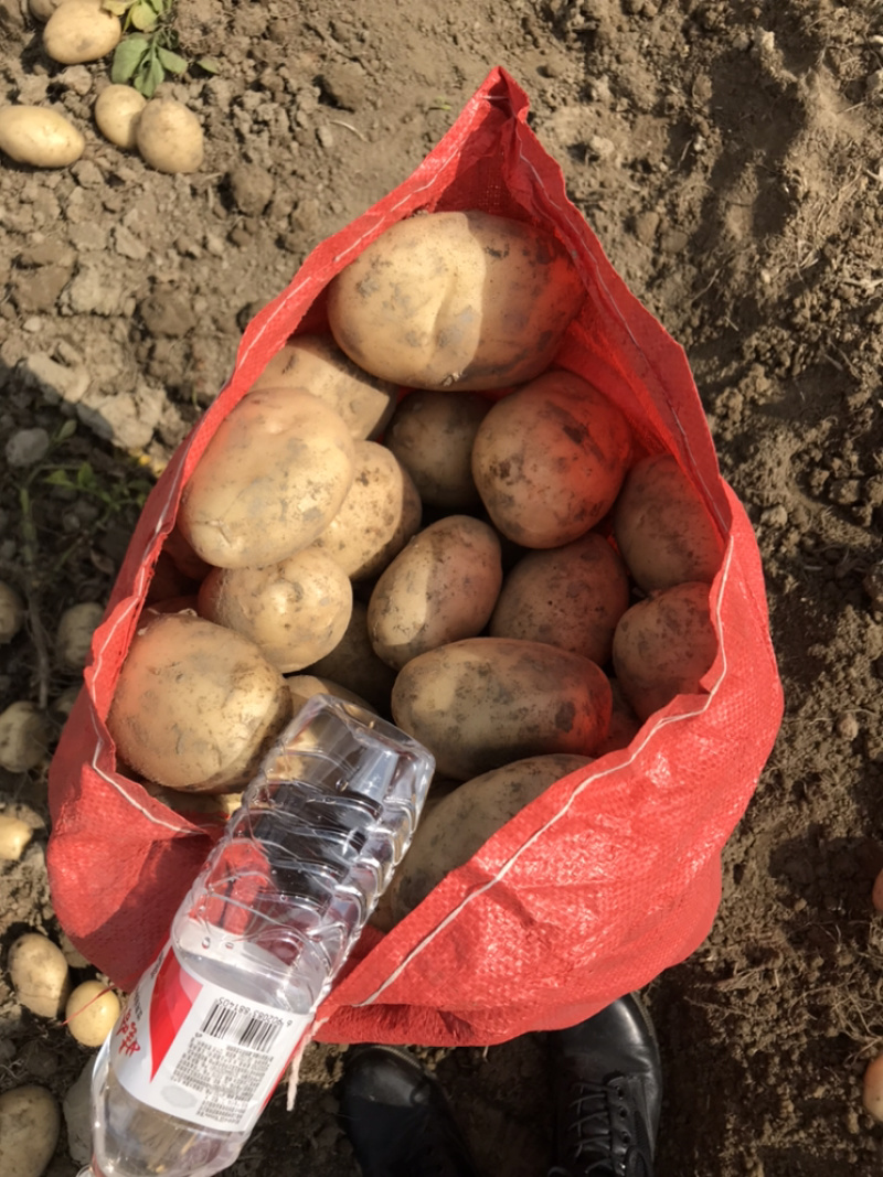 云南精品土豆丽薯6号产地直供一手货源支持线上交易