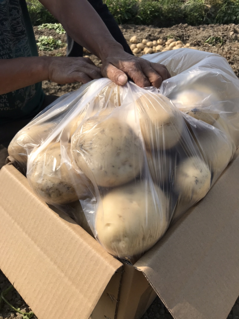 云南精品土豆丽薯6号产地直供一手货源支持线上交易