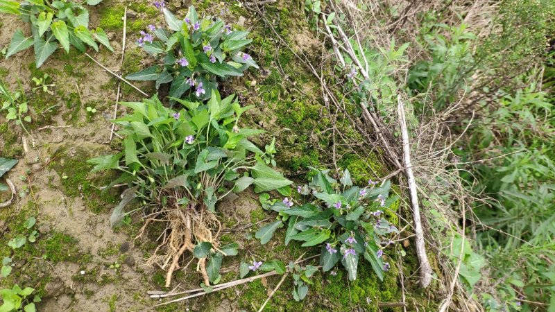 犁头草药用紫花地丁新鲜野生现挖一件代发包邮
