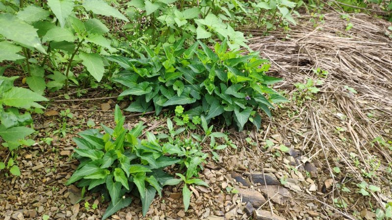 犁头草药用紫花地丁新鲜野生现挖一件代发包邮