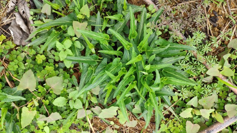 犁头草药用紫花地丁新鲜野生现挖一件代发包邮
