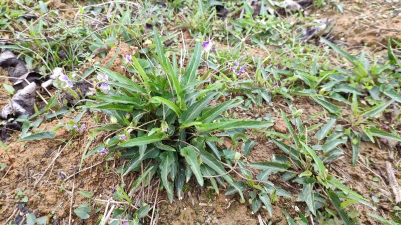 犁头草药用紫花地丁新鲜野生现挖一件代发包邮