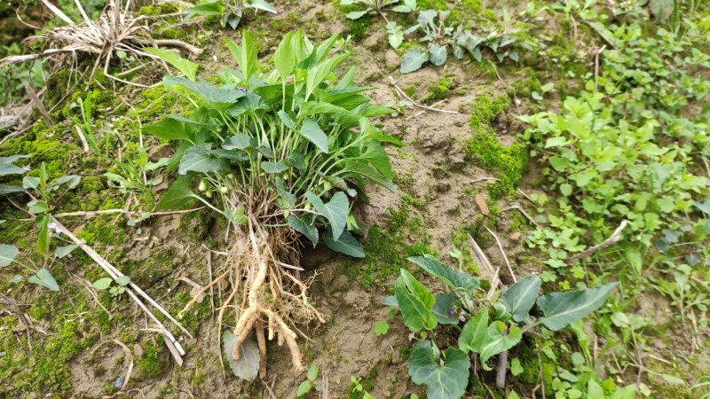 犁头草药用紫花地丁新鲜野生现挖一件代发包邮
