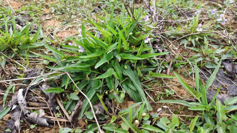犁头草药用紫花地丁新鲜野生现挖一件代发包邮