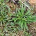 犁头草药用紫花地丁新鲜野生现挖一件代发包邮