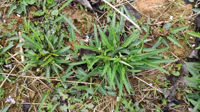 犁头草药用紫花地丁新鲜野生现挖一件代发包邮