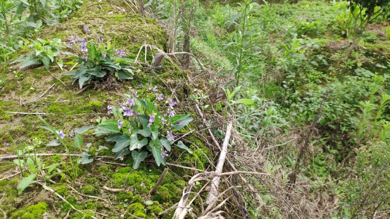 犁头草药用紫花地丁新鲜野生现挖一件代发包邮