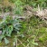 犁头草药用紫花地丁新鲜野生现挖一件代发包邮