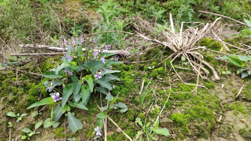 犁头草药用紫花地丁新鲜野生现挖一件代发包邮