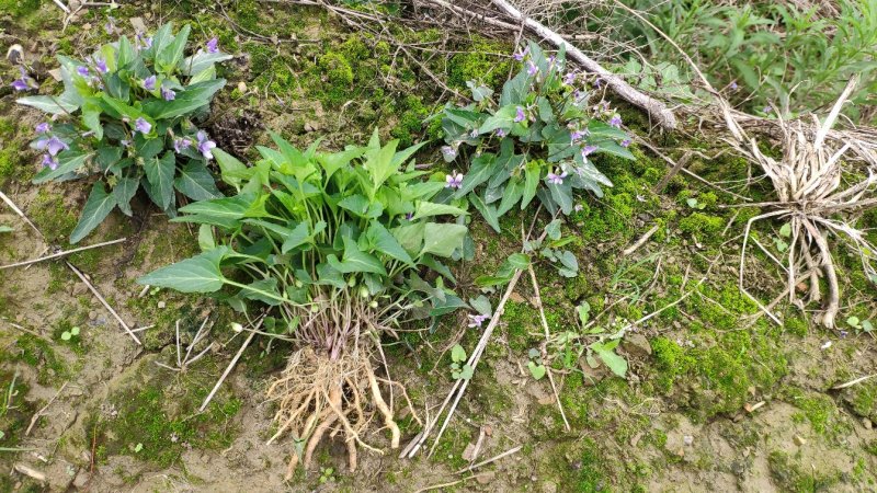 犁头草药用紫花地丁新鲜野生现挖一件代发包邮