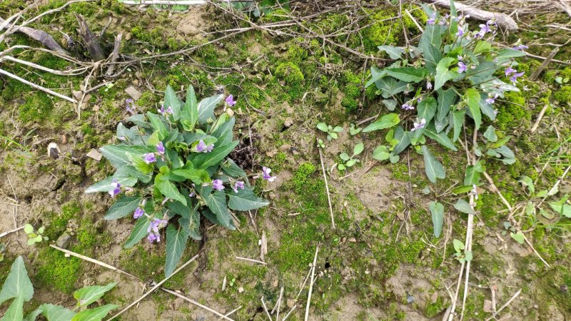 犁头草药用紫花地丁新鲜野生现挖一件代发包邮