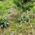 犁头草药用紫花地丁新鲜野生现挖一件代发包邮