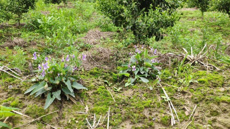 犁头草药用紫花地丁新鲜野生现挖一件代发包邮