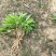 犁头草药用紫花地丁新鲜野生现挖一件代发包邮