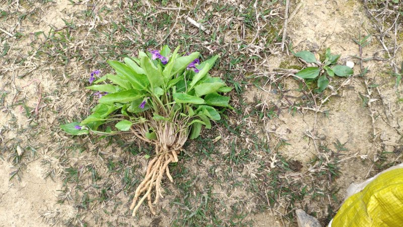 犁头草药用紫花地丁新鲜野生现挖一件代发包邮
