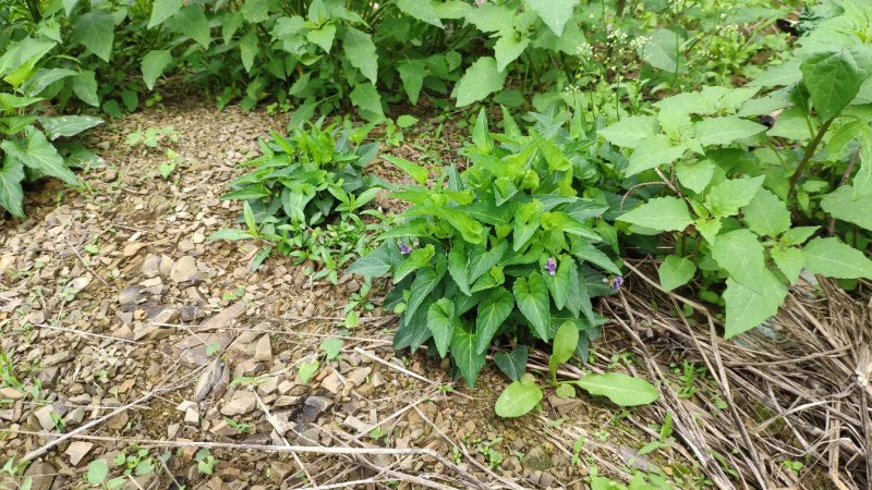 犁头草药用紫花地丁新鲜野生现挖一件代发包邮